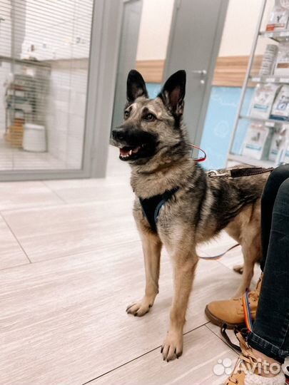 Волчонок в дар