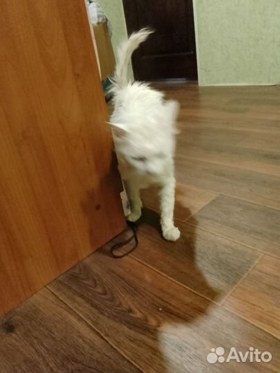 Ласковый котенок