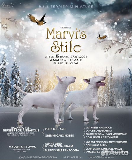 Миниатюрный бультерьер