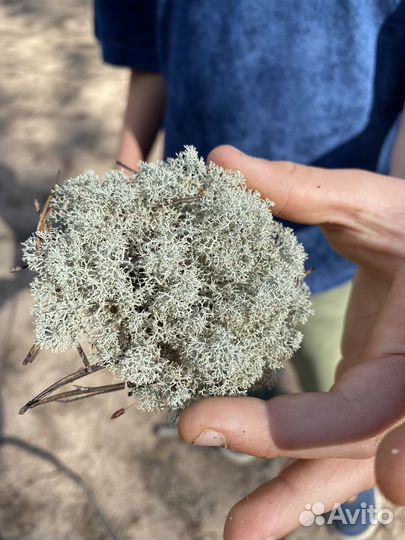 Лишайник Ягель олений мох живой