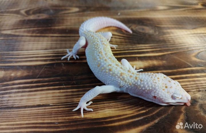 Эублефар ba wy get eclipse