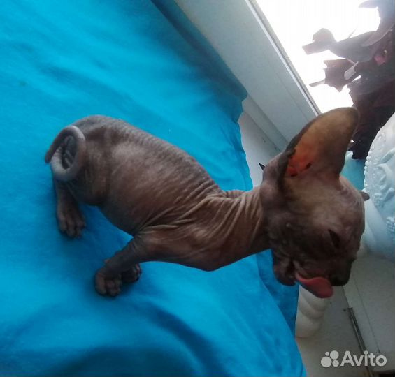 Канадский сфинкс