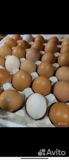 Домашние куриные яйца
