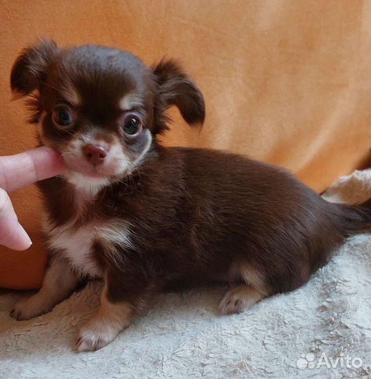Щенки чихуахуа большой выбор