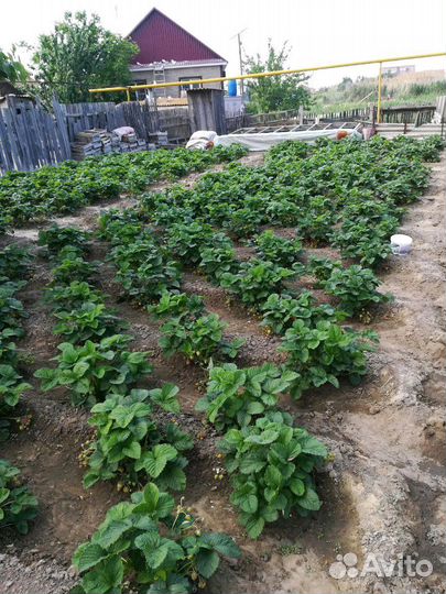 Рассада кустовой клубники