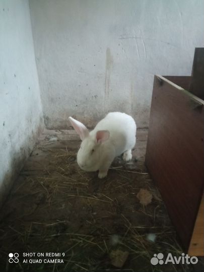 Кролики мясных пород