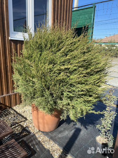 Можжевельник виргинский шар 0,8 м
