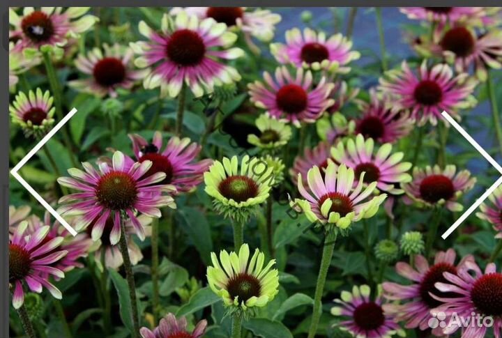 Эхинацея