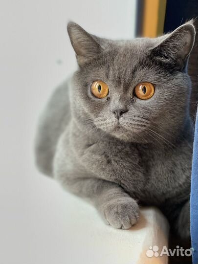 Британская кошка в добрые руки