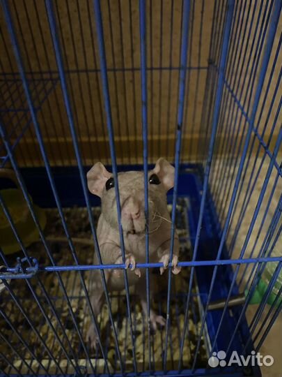 Крыса сфинкс