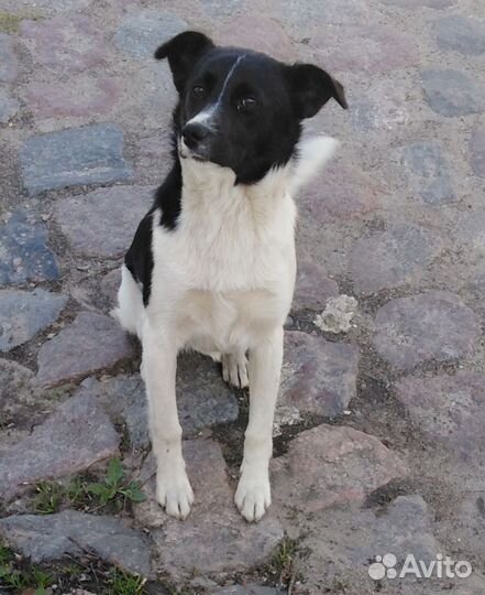 Щенок-подросток