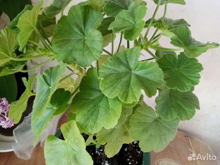 Пеларгония розебудная