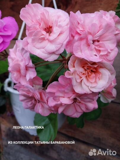 Пеларгония герань