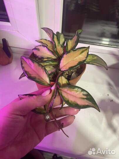 Хоя триколор