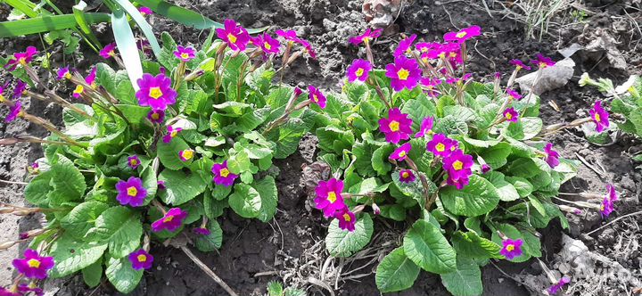 Жасмин, буквица, хосты, астильба, примула, нарцисс