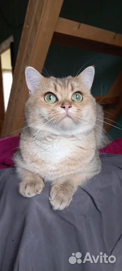 Британский кот