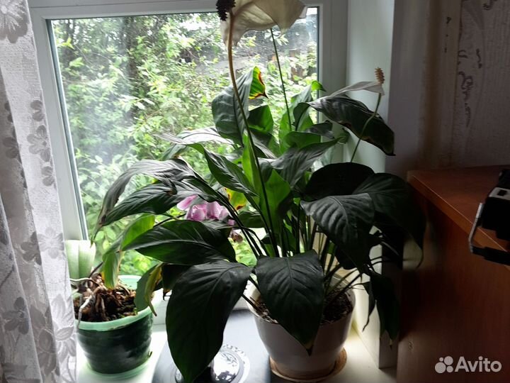 Цветы домашние,спатифилиум и много других