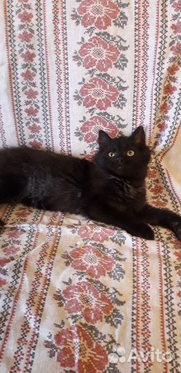 Просто котенок