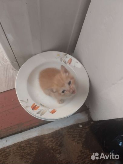 Котята отдам бесплатно