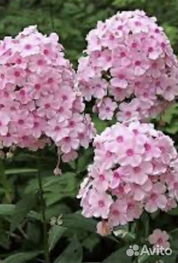 Флоксы ассорти