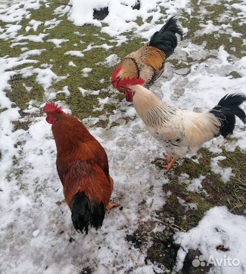 Молодые петухи Клин
