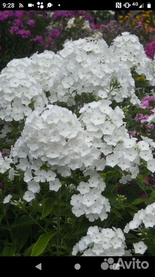 Сортовые флоксы