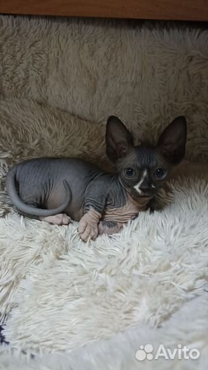 Канадский сфинкс