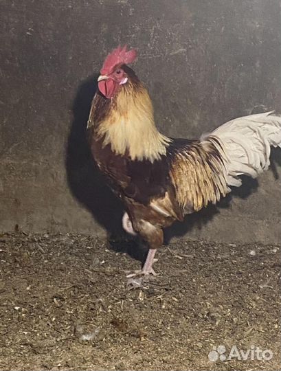 Молодые петухи