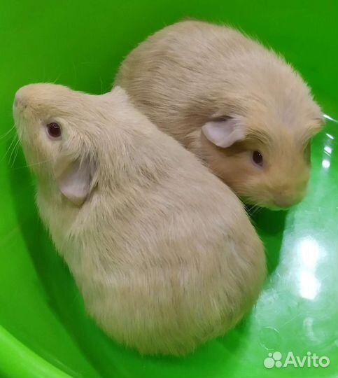 Свинята на подарки малышки породистые