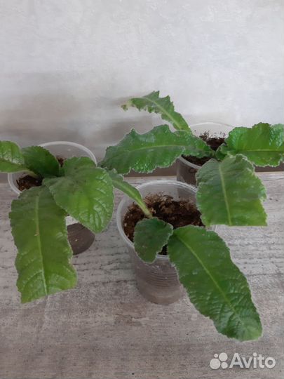 Детки стрептокарпуса сорт DS-1290