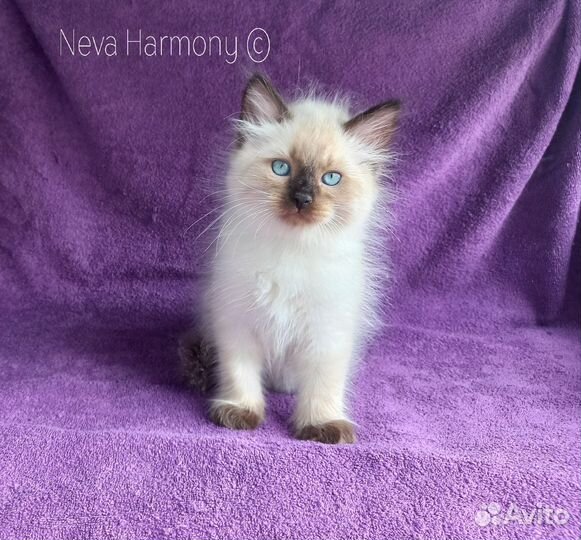 Сибирский котенок