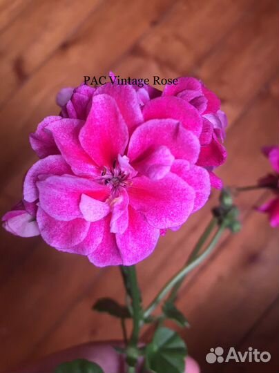 Плющелистная пеларгония (ампельная, герань)