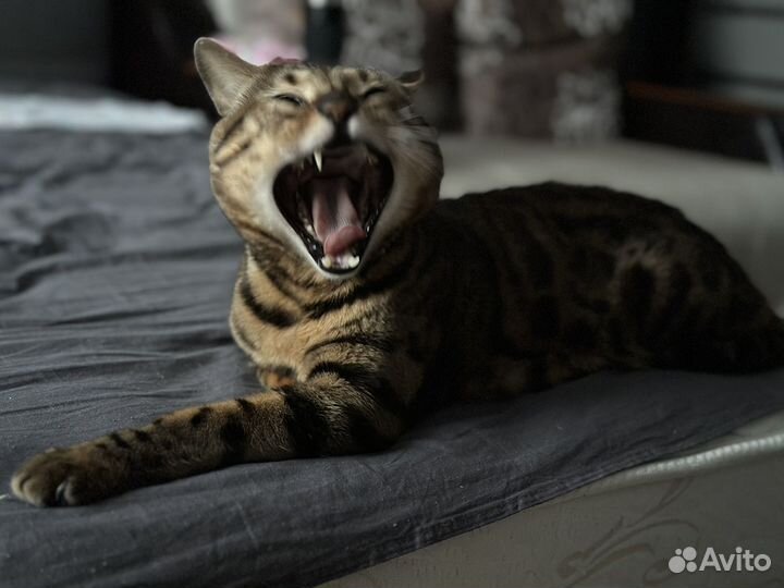 Бенгальский кот вязка