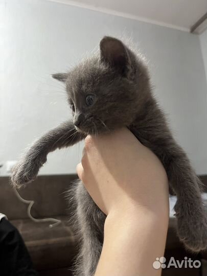 Отдам в добрый руки трёх котят