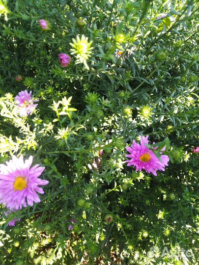 Растения цветы для сада