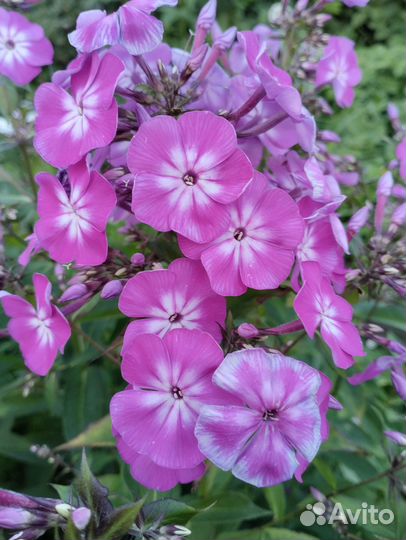 В наличии Флоксы Очиток красный Многолетка