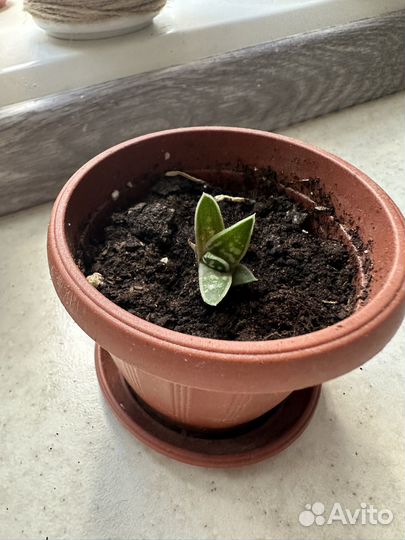 Суккуленты