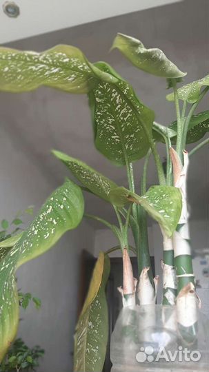 Комнатные цветы, ассорти