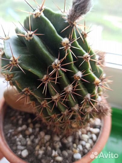 Кактусы и суккуленты