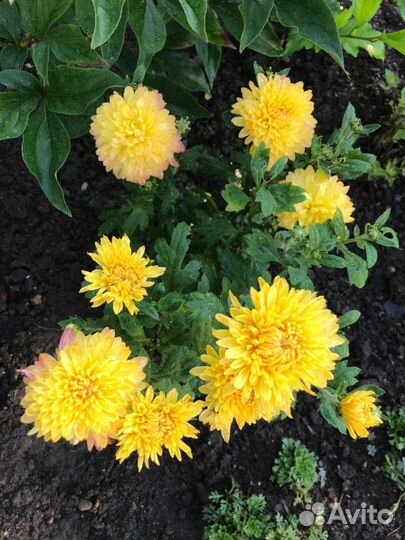 Многолетние садовые цветы и злаки