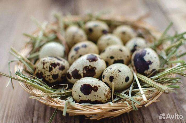 Свежие перепелиное яйцо, мясо перепелов. Перепелки