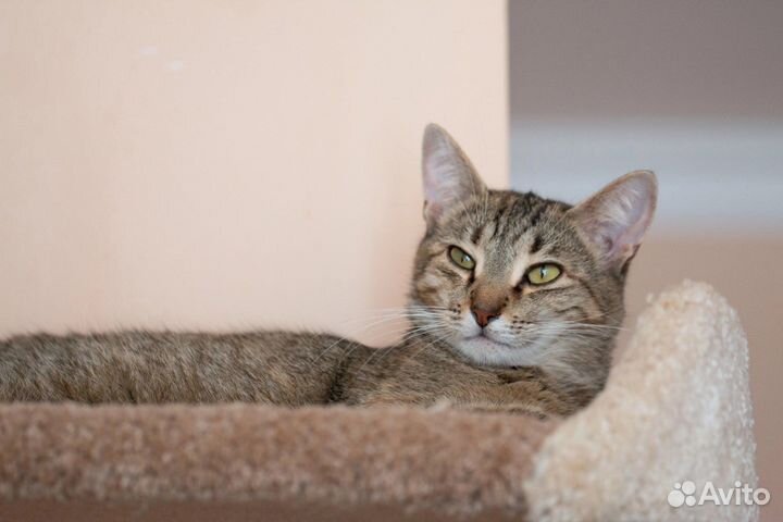 Кошка/кот в дар