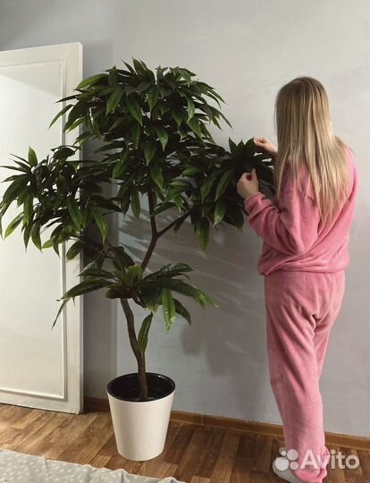 Растение интерьерное дерево