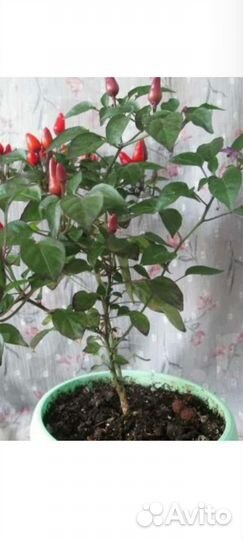 Перец комнатный острый, рассада