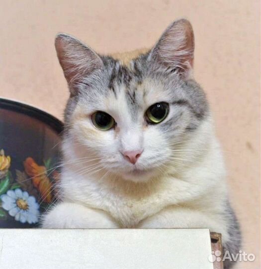 Кошка Амалина в добрые руки