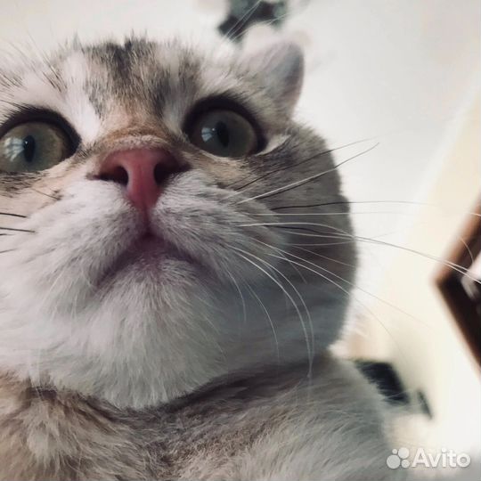 Кошка вислоухая