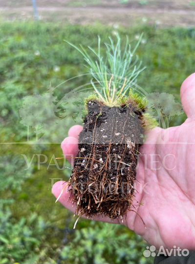 Горная сосна Мугус зкс сеянцы