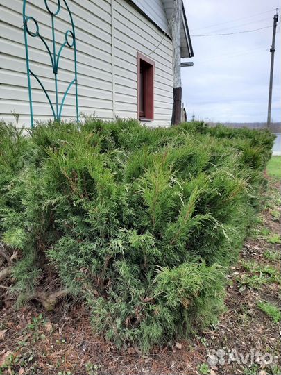 Хвойные. Можжевельники, туя, лимонник