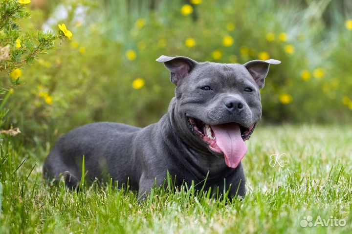 Английский стаффордширский бультерьер