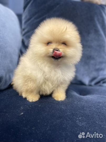 Щенки померанского шпица